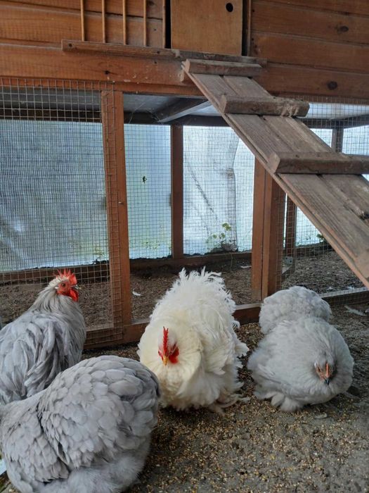 karzelek kochin karzelki kochiny mlodziez