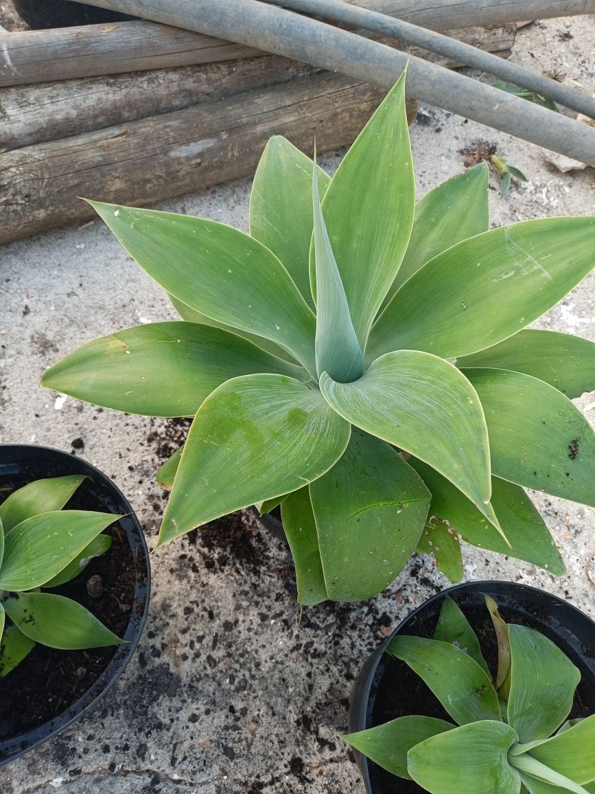Agaves attenuata