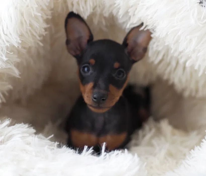 Pinscher Miniatura menina