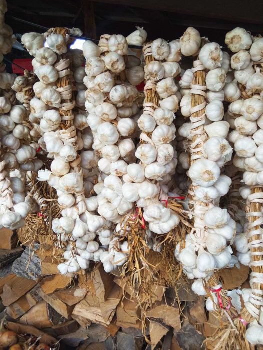 часник ярий, врожай 2025 рік