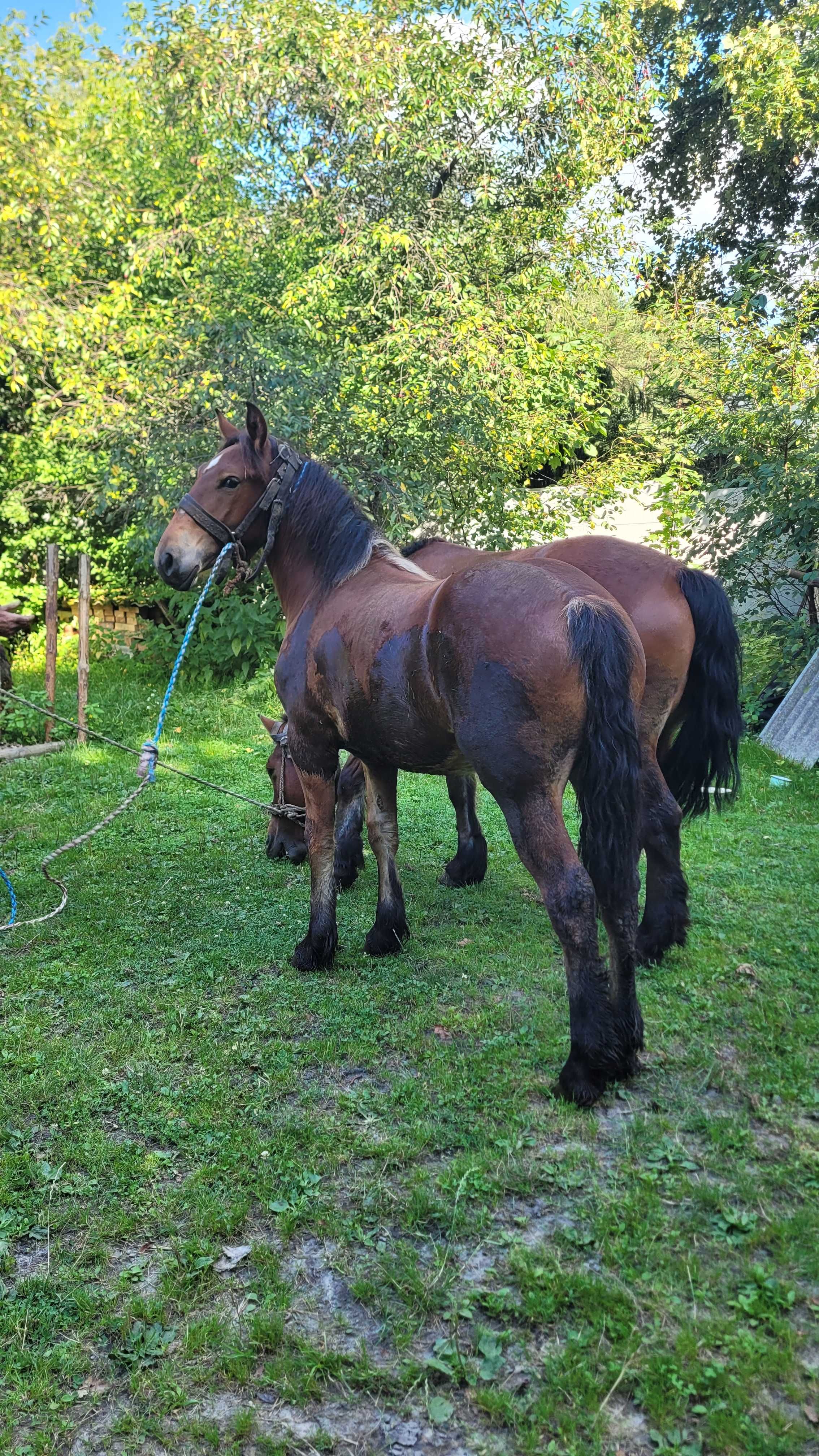 Klacz 1 rok (12 miesięcy)