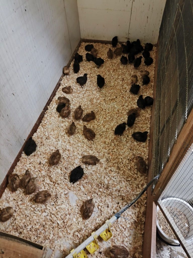 Przepiórki kurki z jajkiem