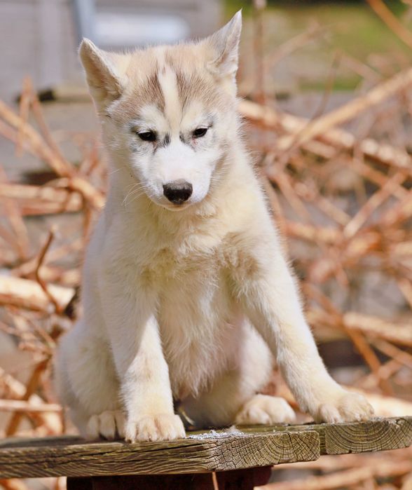 Siberian Husky piesek