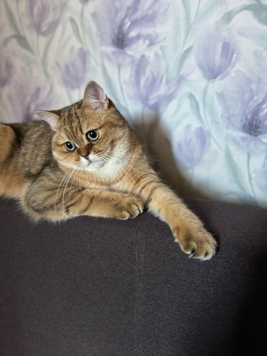 Віддамо котика Британський прямовухий