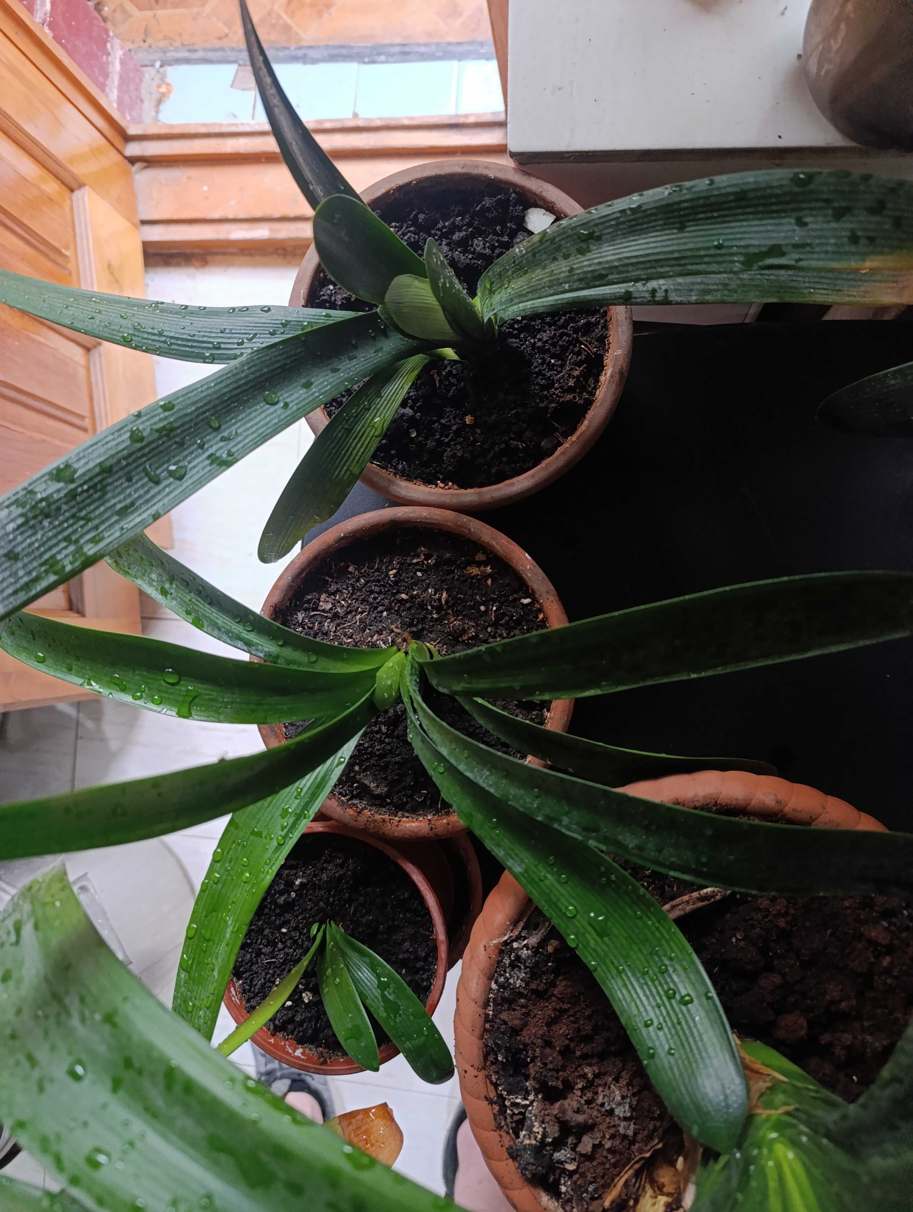 Вазон Clivia Кливия