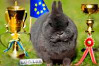 Чемпіони!Розплідник, Нідерландський карлик,кролик Нидерландский карлик