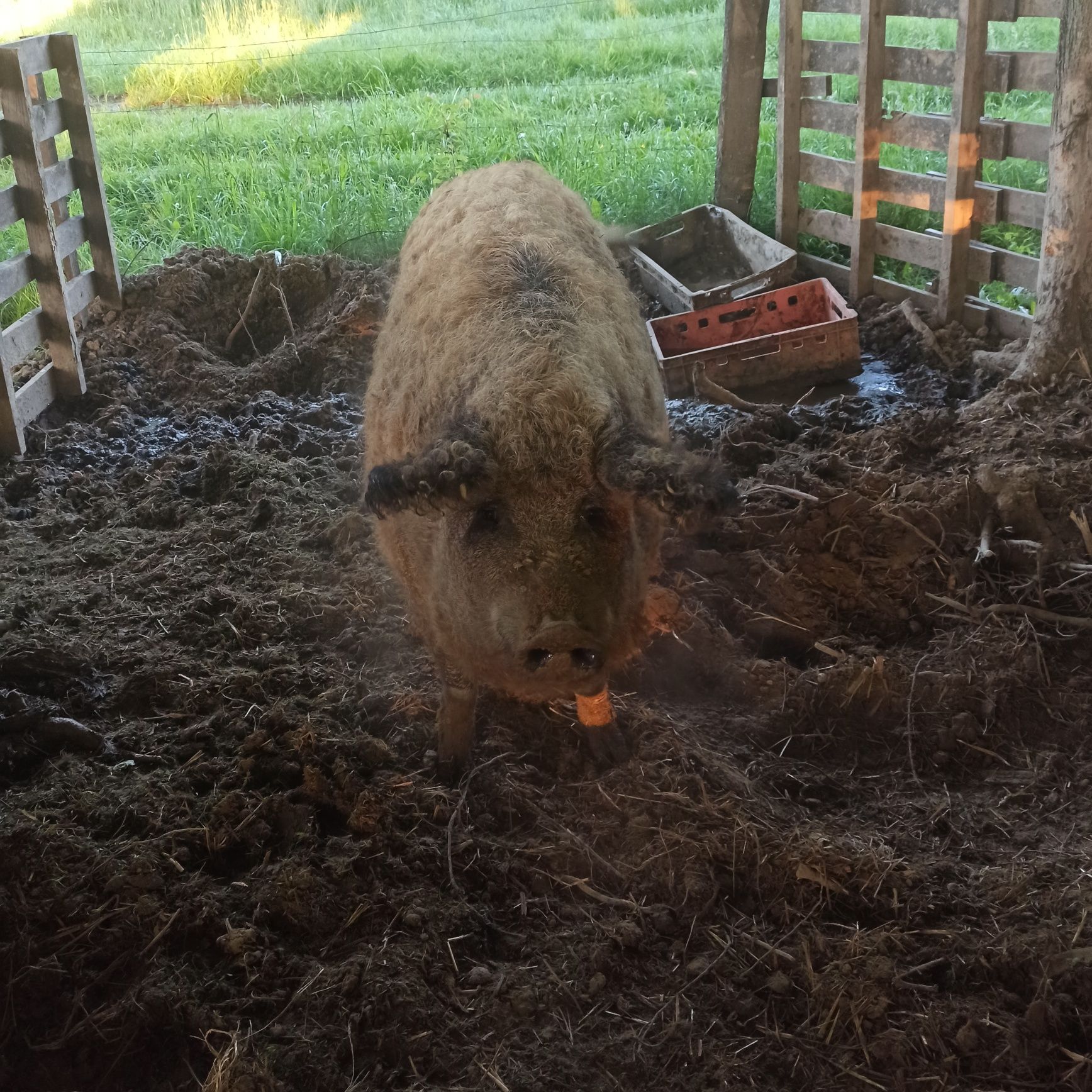 Mangalica, świnia węgierska, locha, maciora z 2022