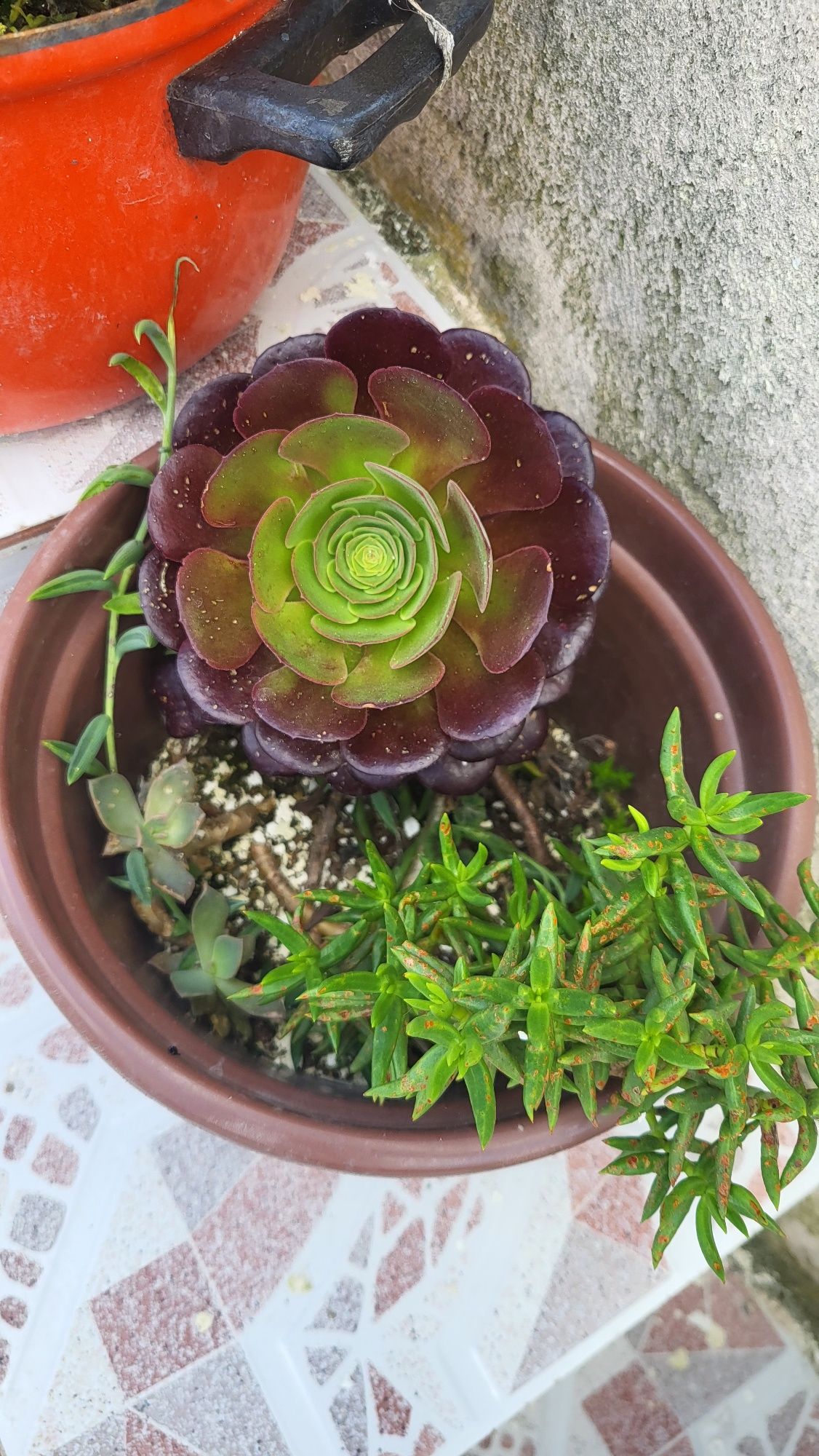 Produtos horticulos para venda