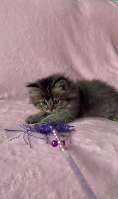 Кошеня - золота британська дівчинка