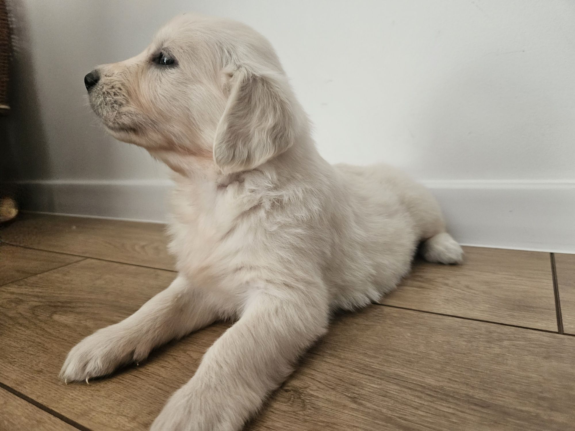 Golden retriever piesek z rodowodem