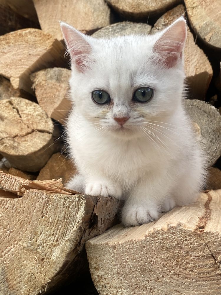 Серебристая шиншилла