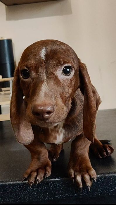 Цуценя мініатюрної такси з родовідом