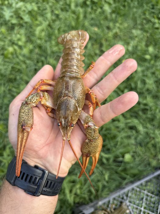 Продам живі раки