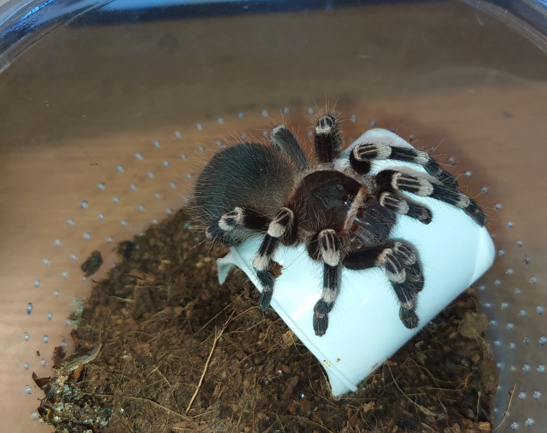 Павук Acanthoscurria geniculata, Бразильський білоколінний птахоїд L6