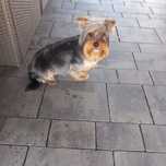 Yorkshire terrier piesek 7 miesięcy