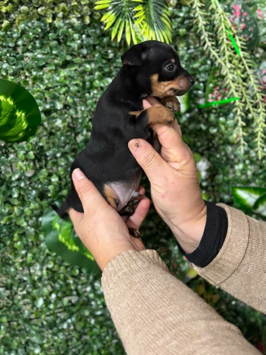 Pinscher preto afogueado machocho