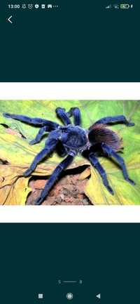 Pterinopelma sazimai паук птеринопельма, синий паук