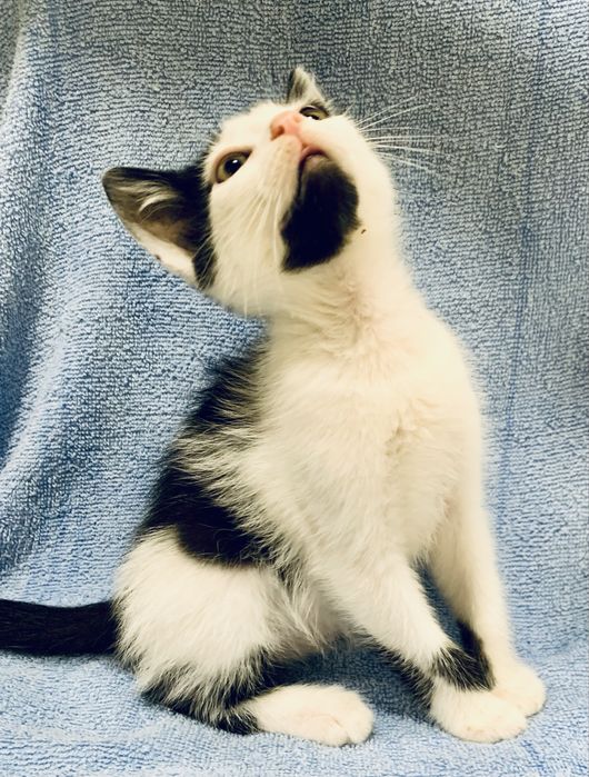 Котенок 3мес белый с черный котик котята кошеня чорне с білим