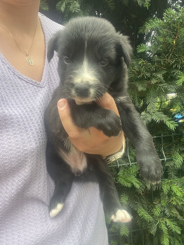 Szczeniak Border Collie