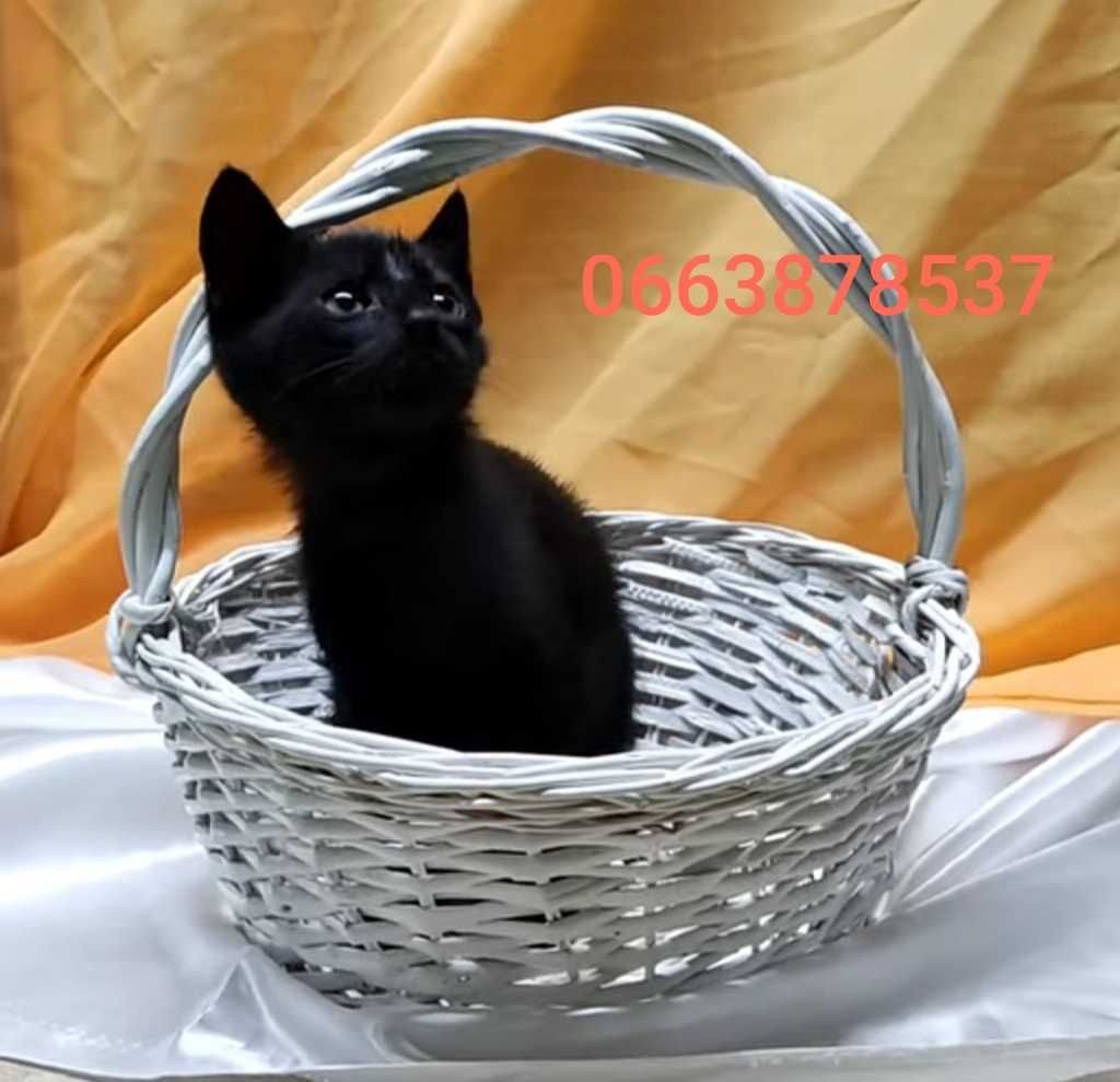классный малыш Алмазик ищет дом и семью!