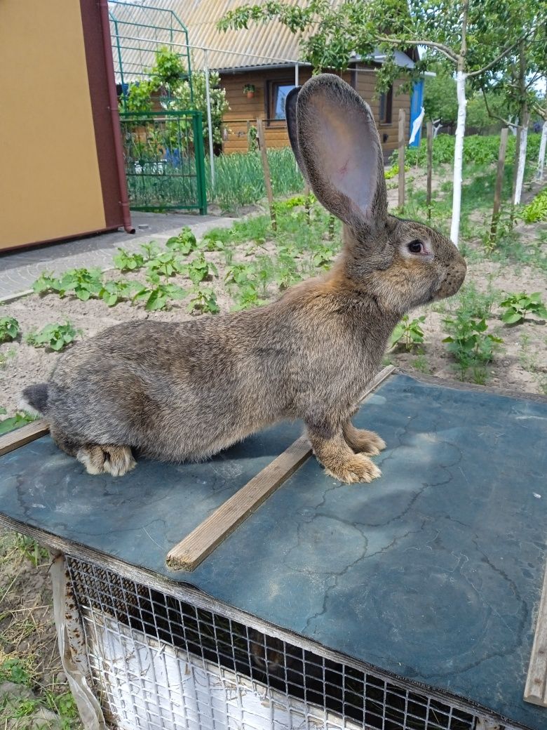 Продам кролі Більгійський велетень.