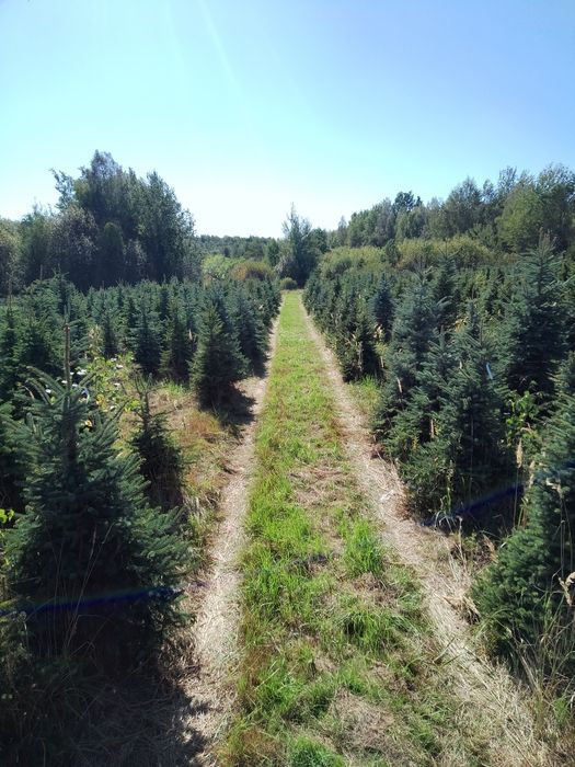 Świerk srebrny – piękne choinki na sprzedaż, hurt i detal, rabaty