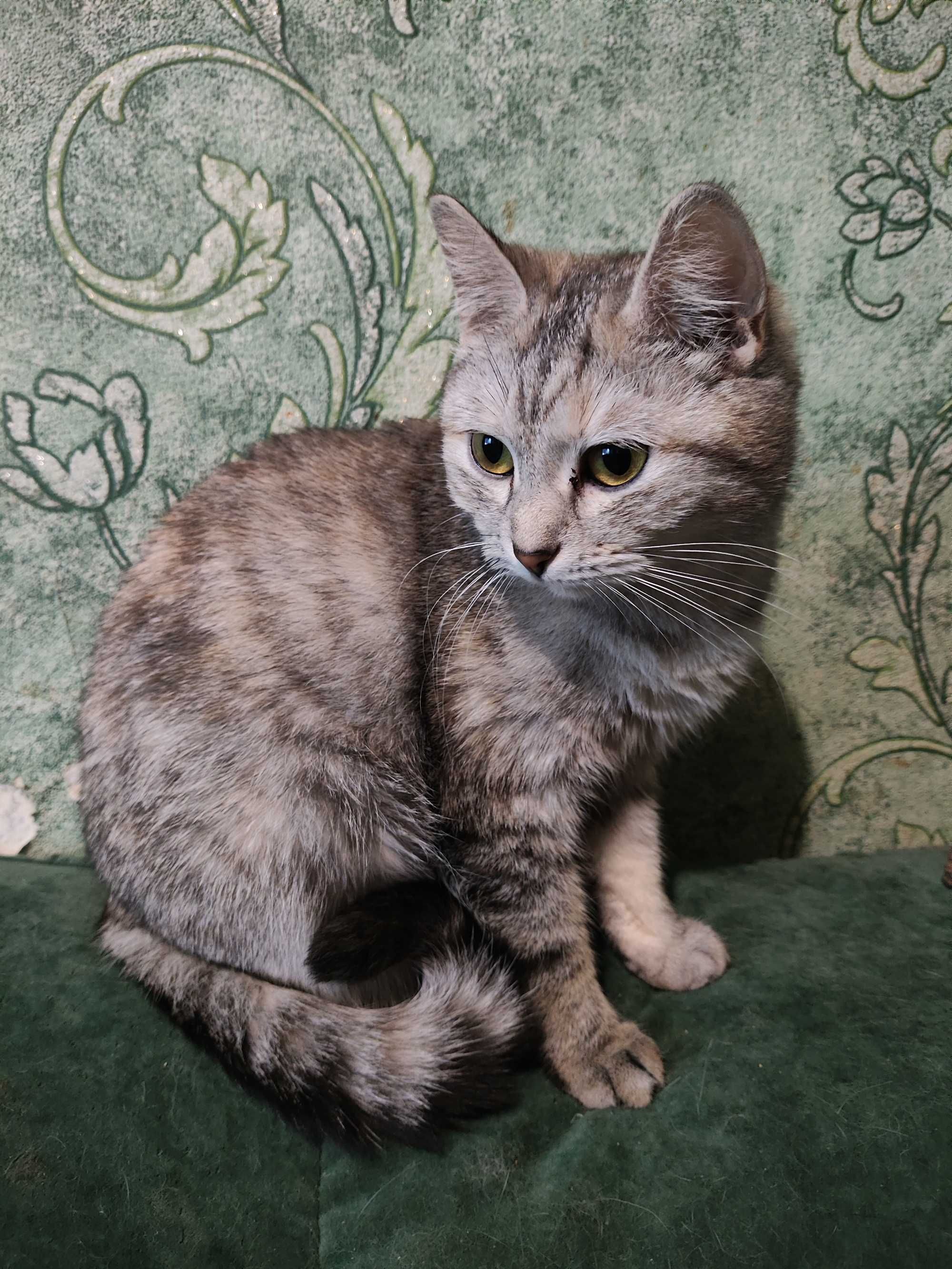 Кошенята шукають батьків (котята)