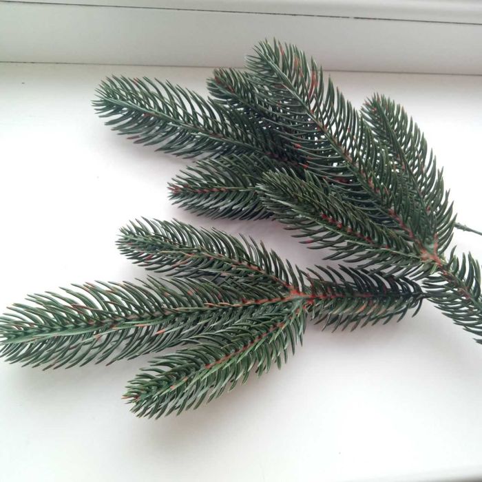 Гілочки ялинки зелена рукоділля ветки ели