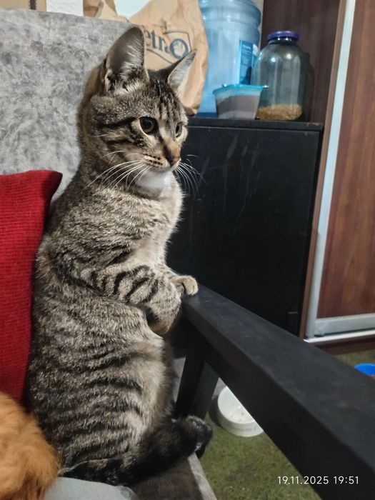 Тигровый молодой котик Шелдон бесплатно