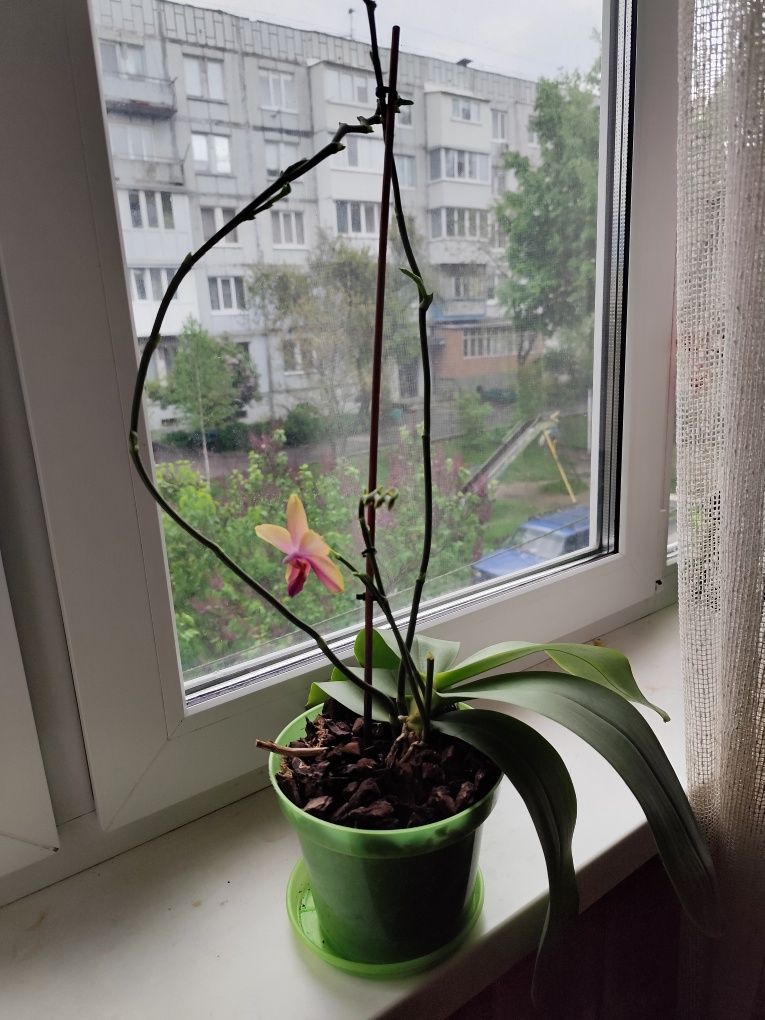 Орхідея Ліодоро фаленопсіс арома