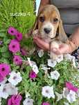 Szczeniak rasy Beagle