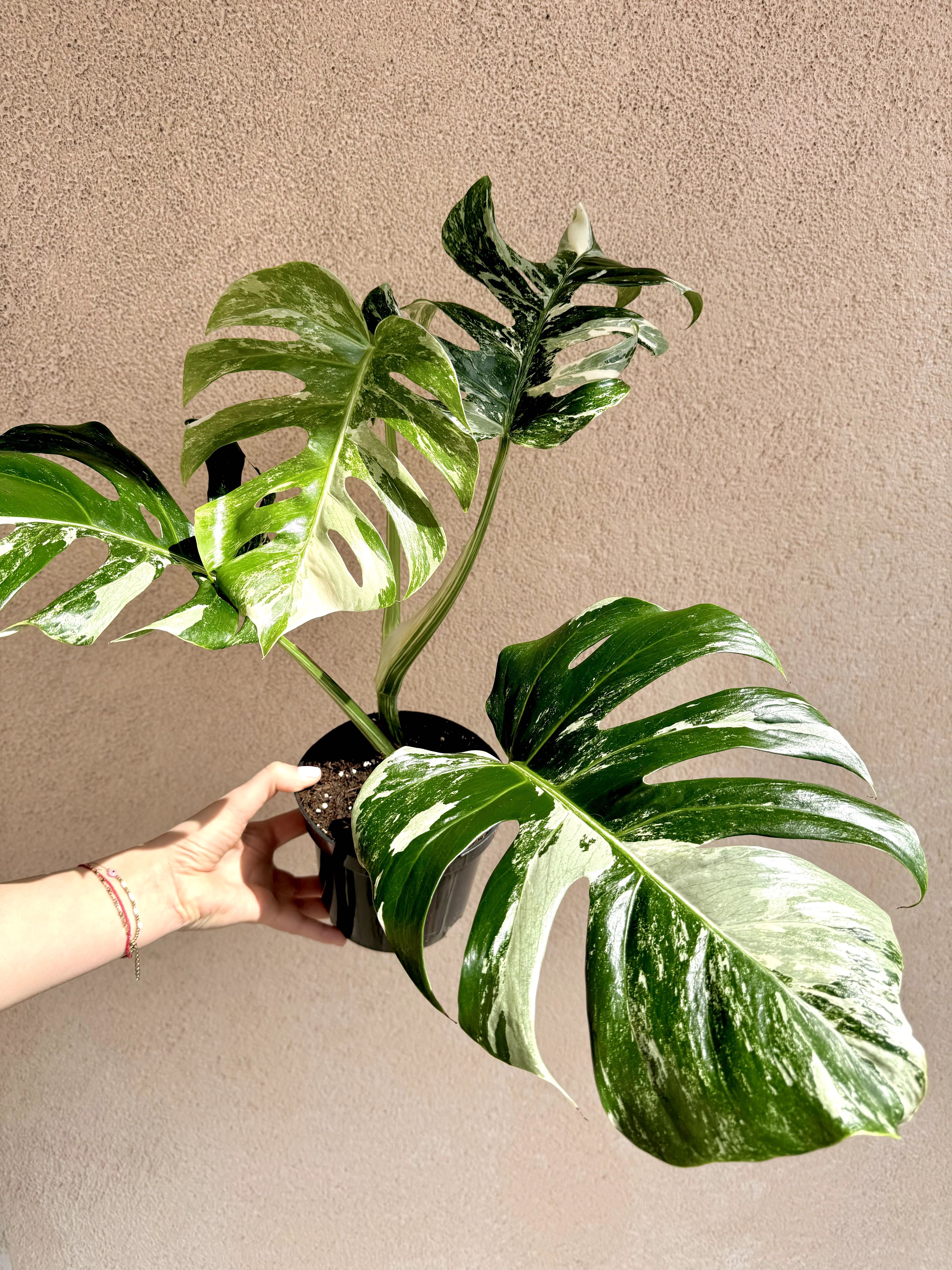 Monstera Variegata