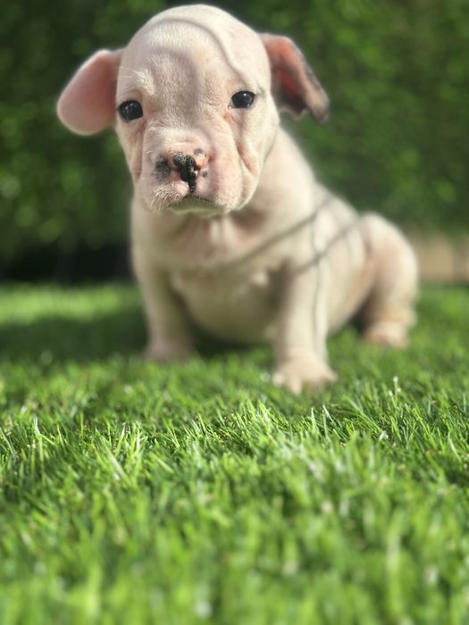 Bulldog frances puro