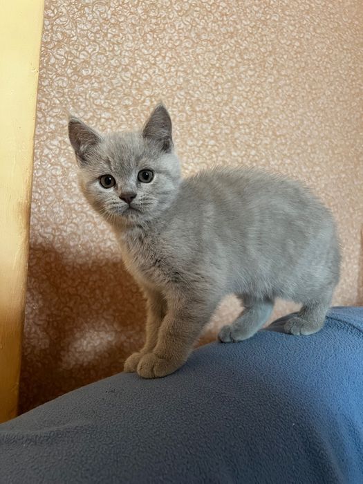 Прямовуха кремова британка
