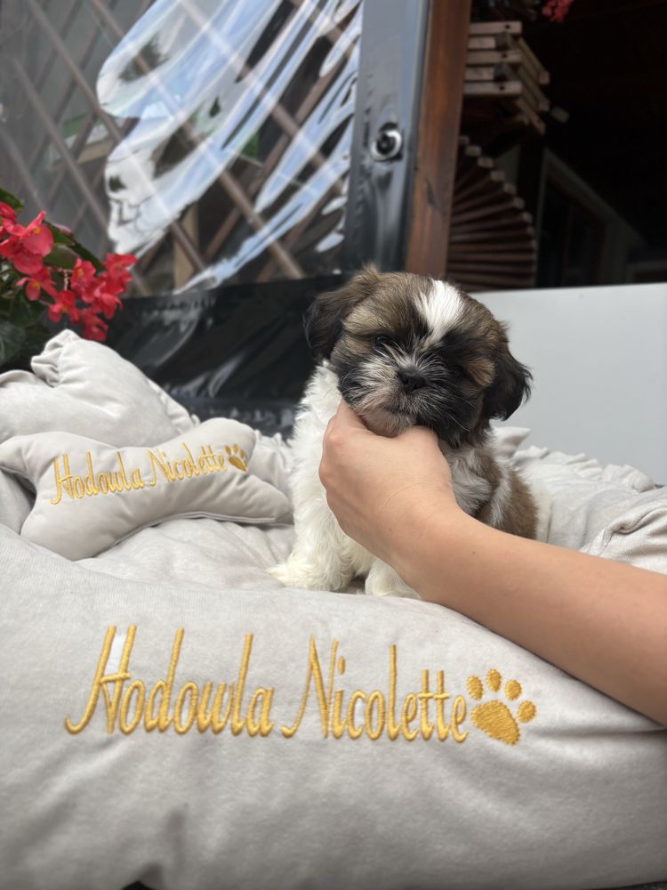 Suczka shih tzu tricolor