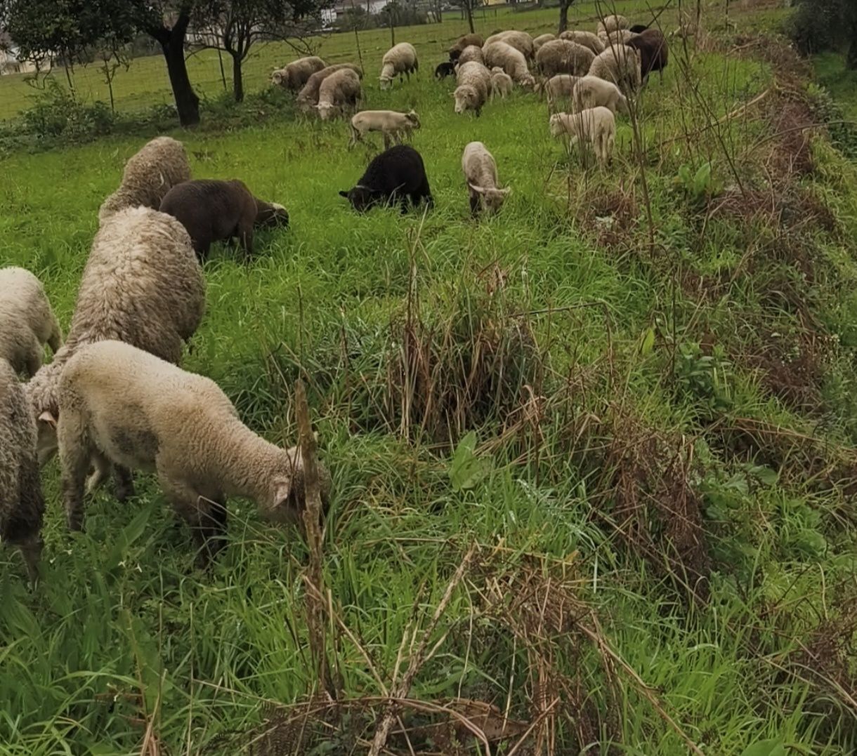 Borregos/anhos para venda