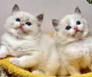 Kocieta Ragdoll - puchate laleczki