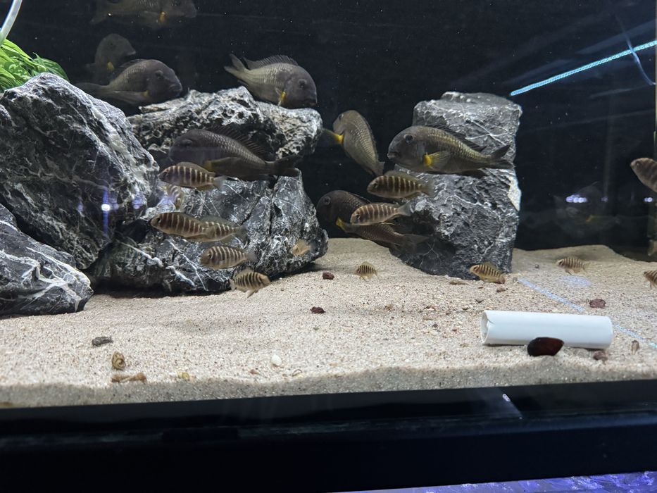 Tropheus Mkuyu mlode F1