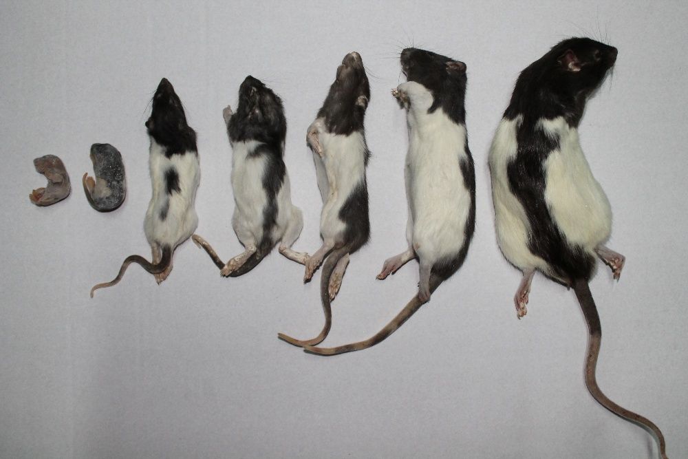 Ratazanas - Alimento Congelado