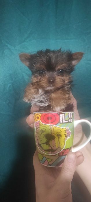 Щенки Йоркширского терьера