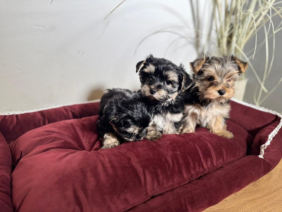 Yorkshire Terrier szczenię