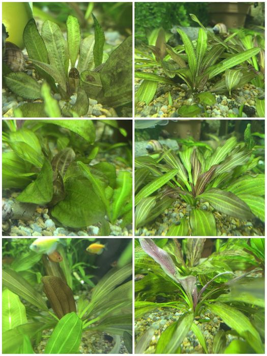 Акваріумні рослини