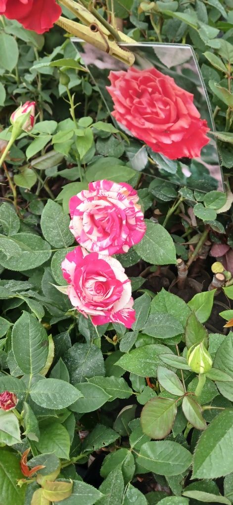 Болезнеустойчивые Саженцы роз очень красивых сортов..Свой питомник.