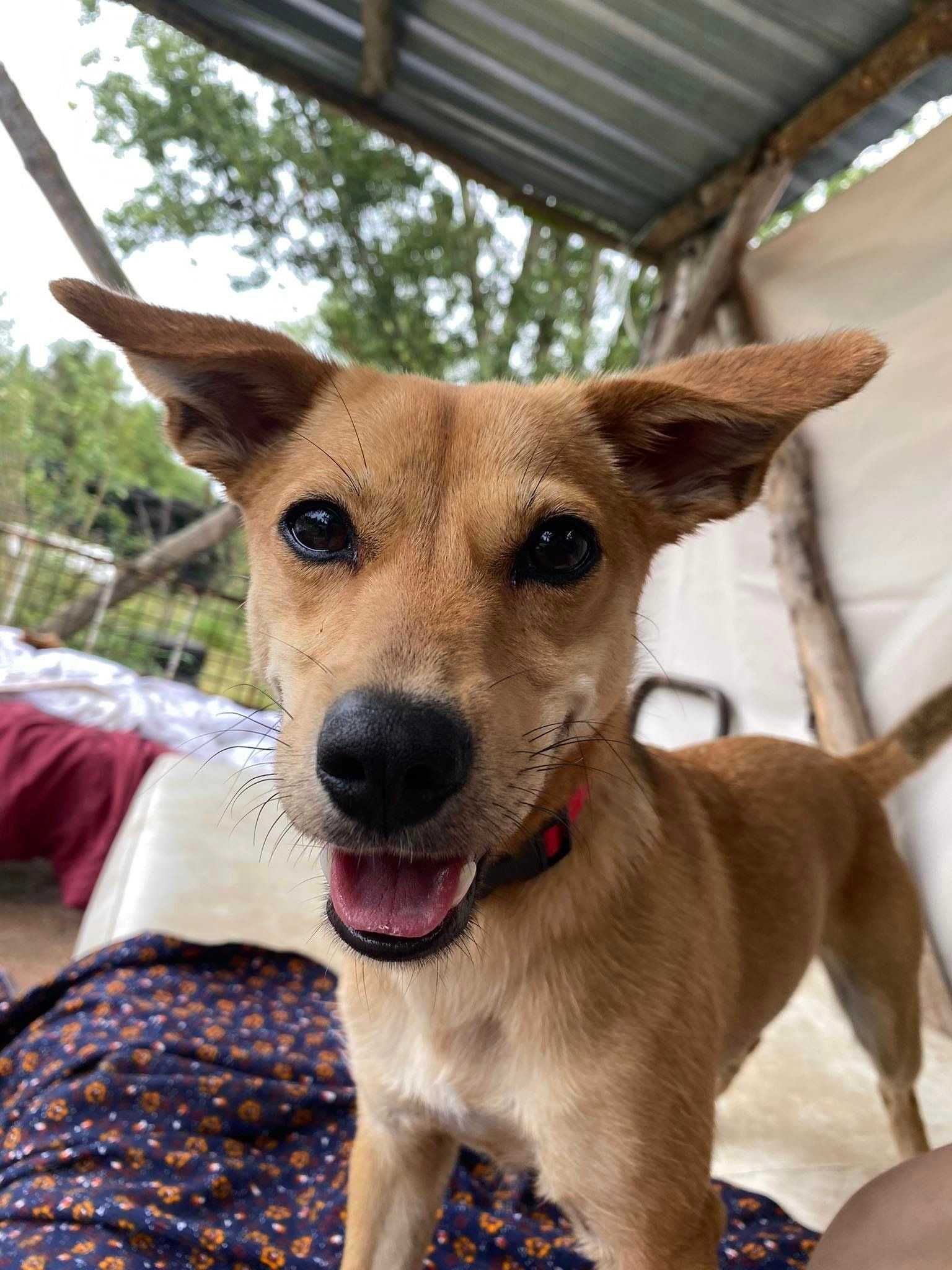 Sula poleca się do adopcji:)