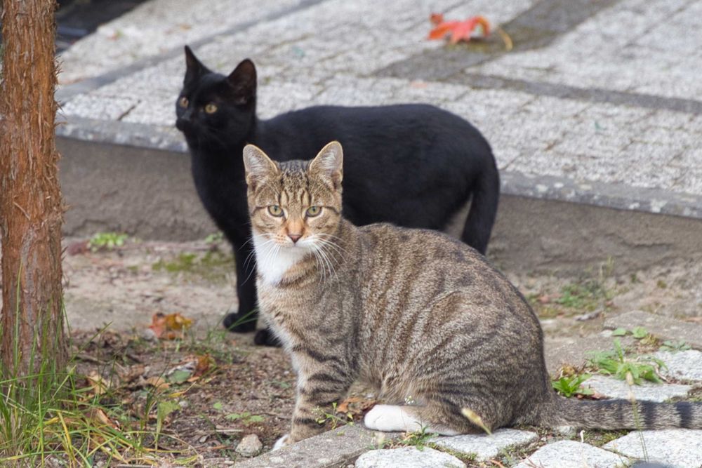 Uratuj kociaka przed zimą!
