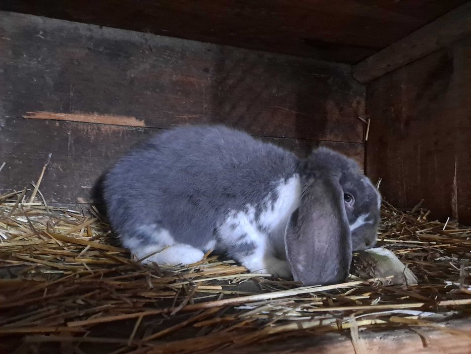 Sprzedam młode samce barana