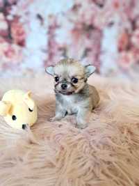 Chihuahua dziewczynka o apple head Mini do rezerwacji