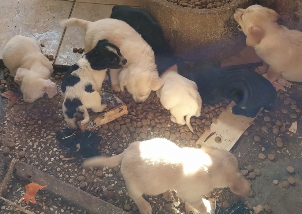 Cãezinhos para Adoção