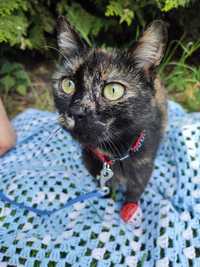 Hania - młoda kotka do adopcji