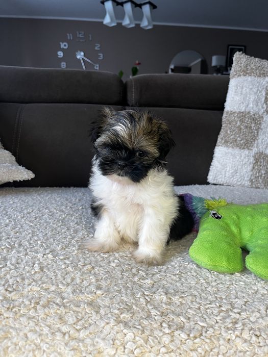 Suczka Shih Tzu Gotowa Do Odbioru